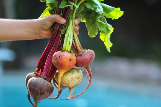 Child holds out handful or organic beets