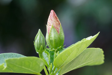 Pink hibiscus flowers before bloom