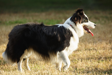 A Border collie on the lawn