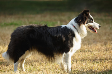 A Border collie on the lawn