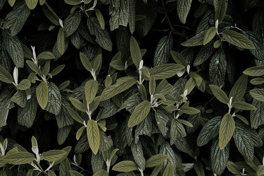 Dark Green Leaf Texture