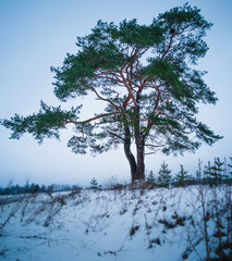 Calm and Lonely Tree Silhouette in Winter Day