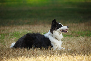 A Border collie on the lawn