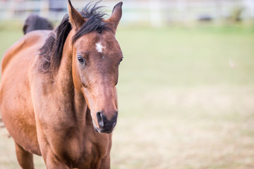 Obraz premium Horses