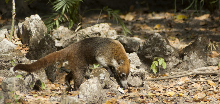 Pizote, Nasua narica in the petenera jungle of Guatemala, Central America.