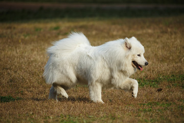 A white samoyed dog on the grass