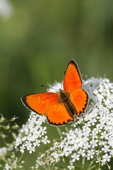 Scarce copper butterfly, Lycaena virgaureae
