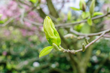 A beautiful close up view of a yellow magnolia blossom bud as it extends to meet the morning sun. Czech Republic