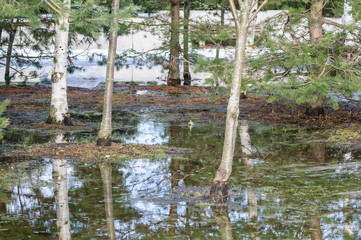 Blue spring puddle: bare trees reflect on the water surface, a little ice on the edges of the puddle