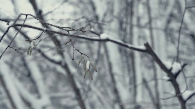 Winter landscape with falling snow. Detail of a tree twig. Everything is covered with fresh powder. Intense atmosphere like Nordic detectives. Winter background for Christmas theme. Static day shot.