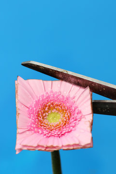 Gerbera flower cut to a square