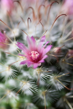 Mammilaria cactus in bloom