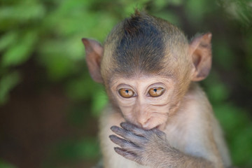 可愛いサル