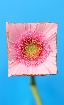 Gerbera flower cut to a square