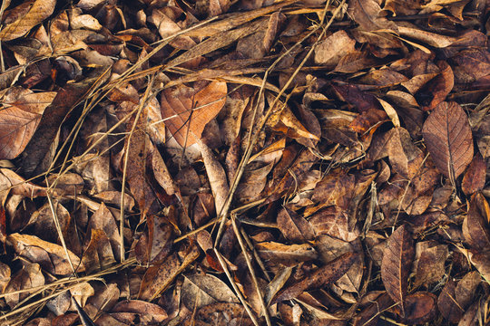 Fallen flowers