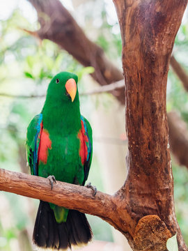 green  parrot