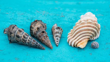 She Sells Seashells