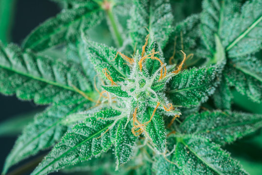 Cannabis flower and butterfly - Blooming Marijuana plant with early white flowers on a garden