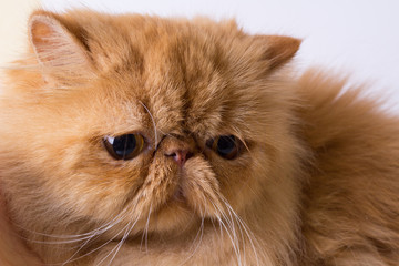 Persian cat on a grey background