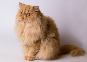 Persian cat on a grey background