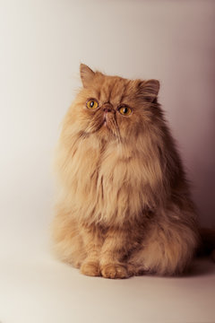 Persian cat Toned image