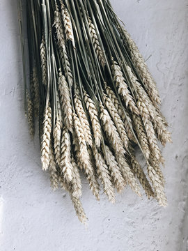 Wheat plant