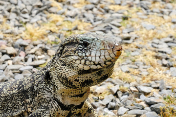 Argentine Black and White Giant Tegu, Tupinambis Merianae or Salvator Merianae, in Uruguay