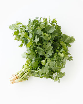 Bundle Of Cilantro On White Background