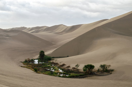 Oasis among sand dunes