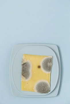 Slices of cheese with mold