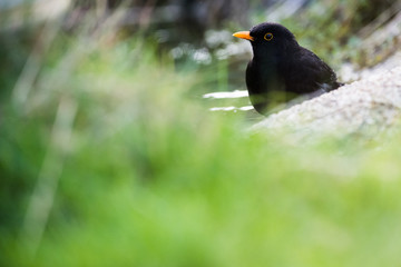 European common blackbird bathing in a puddle of water