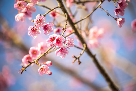 Cherry blossom in Thailand,Pho lom lo Loei