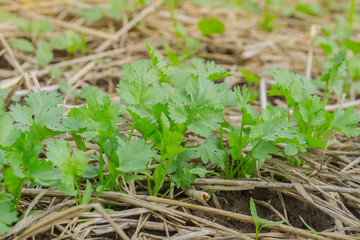 Fresh green coriander in vegetable garden
