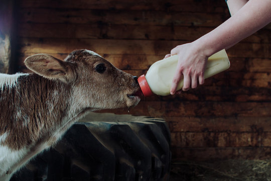 Woman's hands feeding milk from bottle to calf in barn