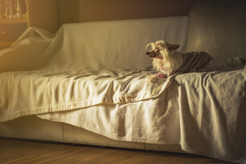 Cute little chinese crested dog enjoying sunset from its favorite spot on the sofa
