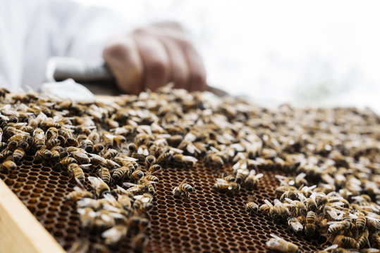 BeeKeeper Carrying Honeybees