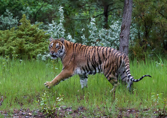 Fototapeta na wymiar Siberian Tiger Juvenile