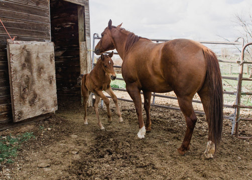 week old filly plays near mother