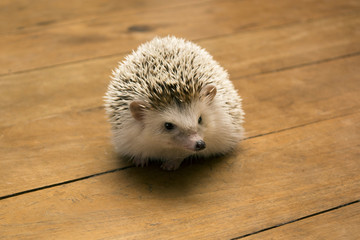 Little hedgehog on wooden floor.