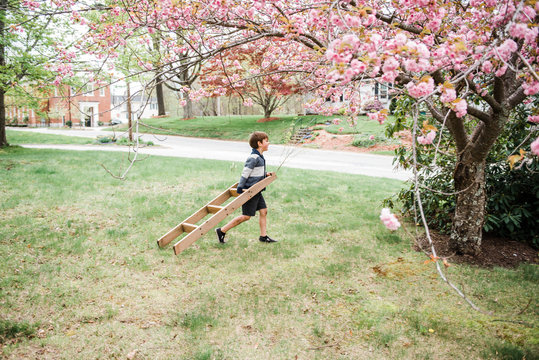 little boy climbing a tree with pink blossoms
