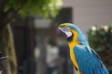 Blue and yellow macaw　ルリコンゴウインコ