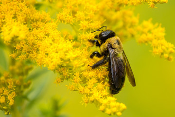max bee