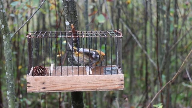 Fowler holds cage with crossbill for decoy bird
