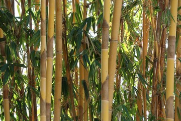 bamboo tree in tropical