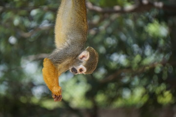 Common squirrel monkey　コモンリスザル
