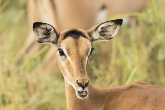 Female impala portrait