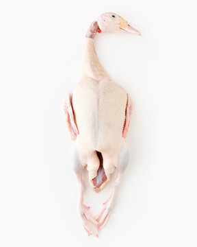 Duck On White Background