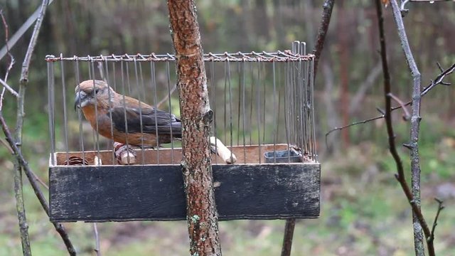 Fowler holds cage with crossbill for decoy bird

