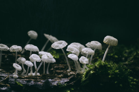 Wild mushrooms on green moss