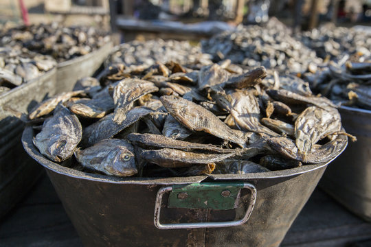 Fish for Sale